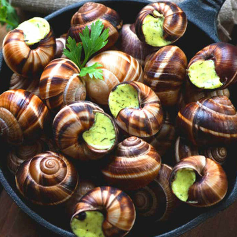 Gros-escargots-de-Bourgogne