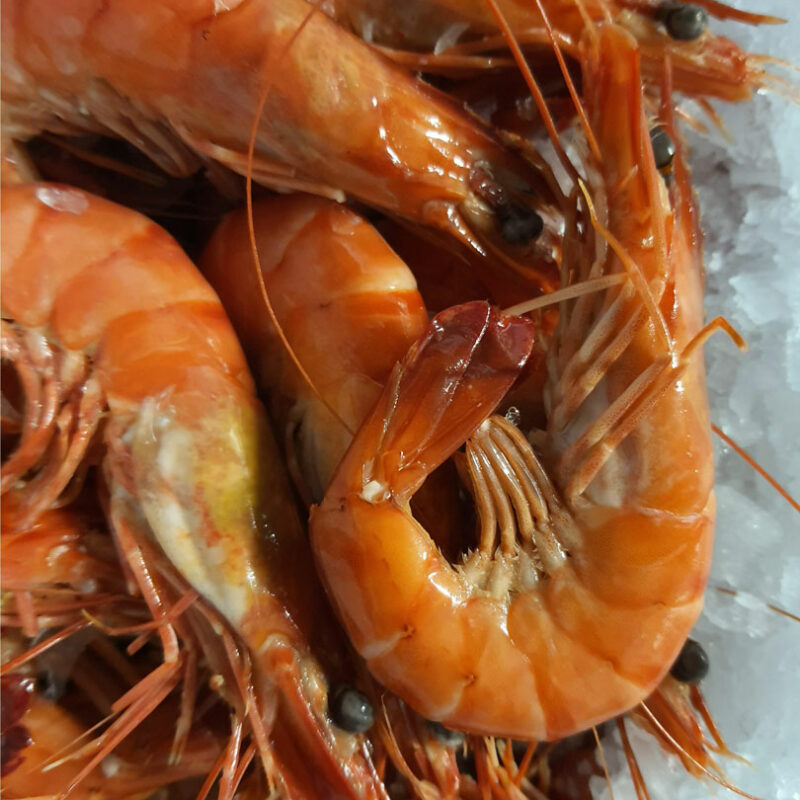 Crevettes-roses-elevees-Bio-Madagascar